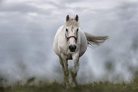 100,000+ Free Wild Horse & Horse Images .